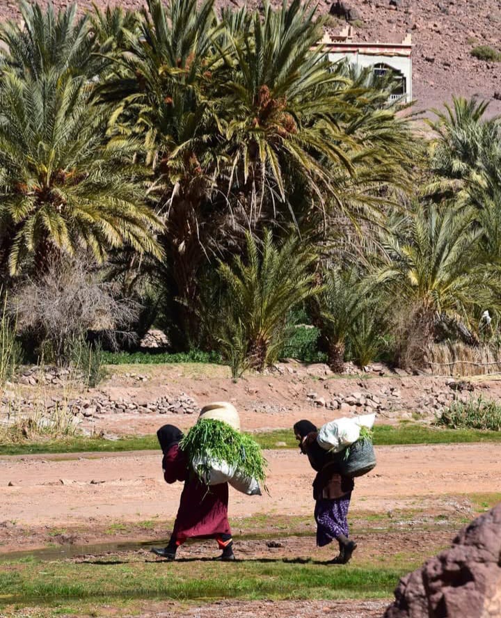 Buggy dans l'oasis de Fint près de Ouarzazate